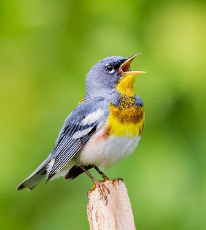 Northern Parula creative commons