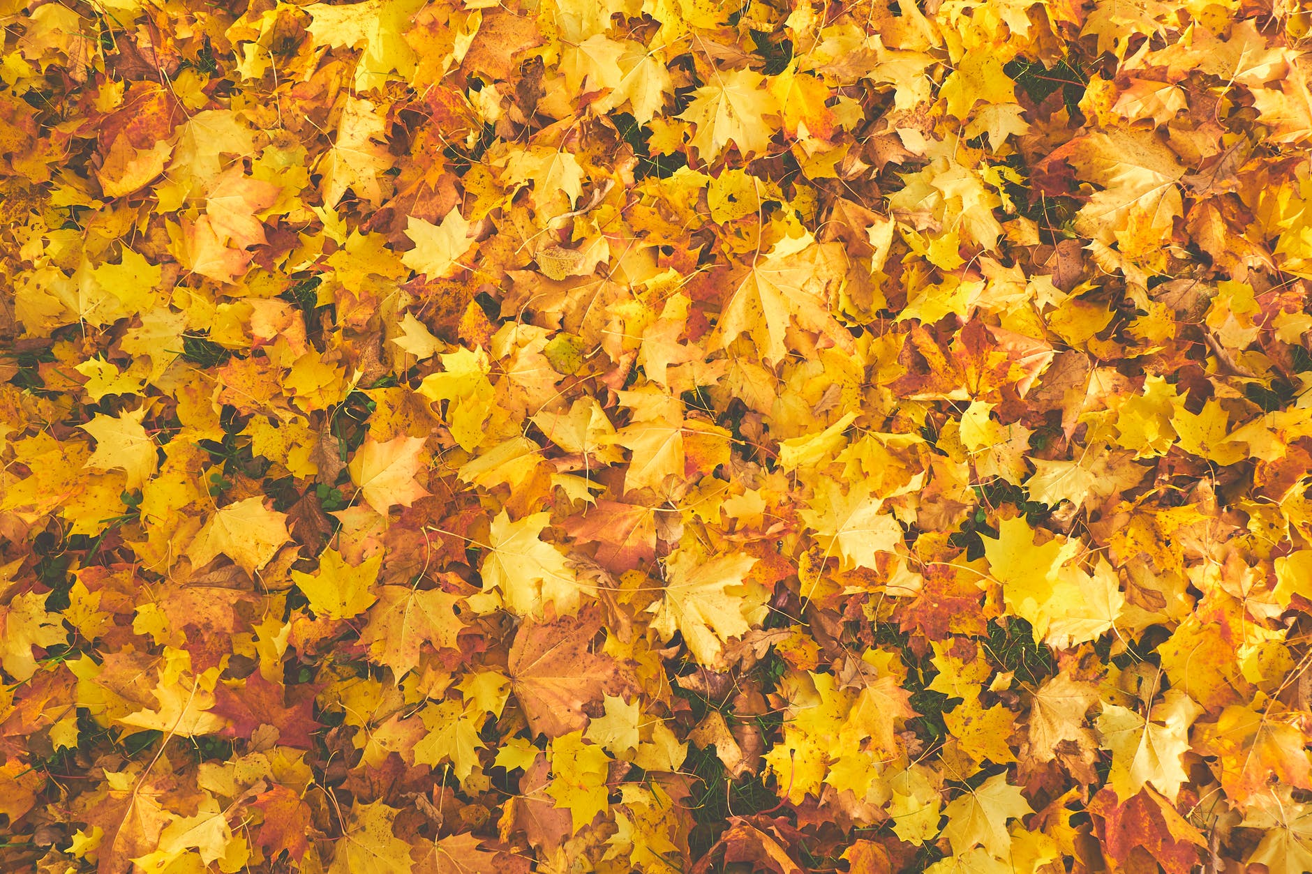 Orange and red maple leaves are piled on the ground throughout the photo frame