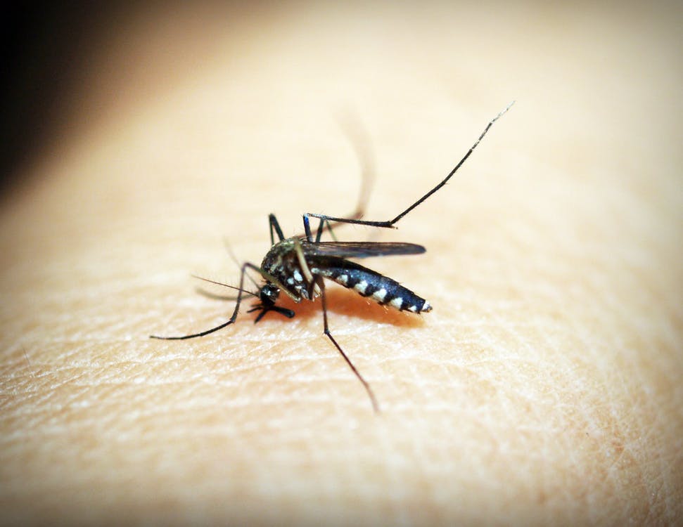 A mosquito sits on a human 